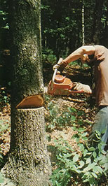
Next, having planned an escape route 45° away from the line of fall, the saw man starts the felling cut with a Homelite XL 12. This slice angles downward toward a point two inches above the parallel notch cut, but stops three inches short of intersection.
